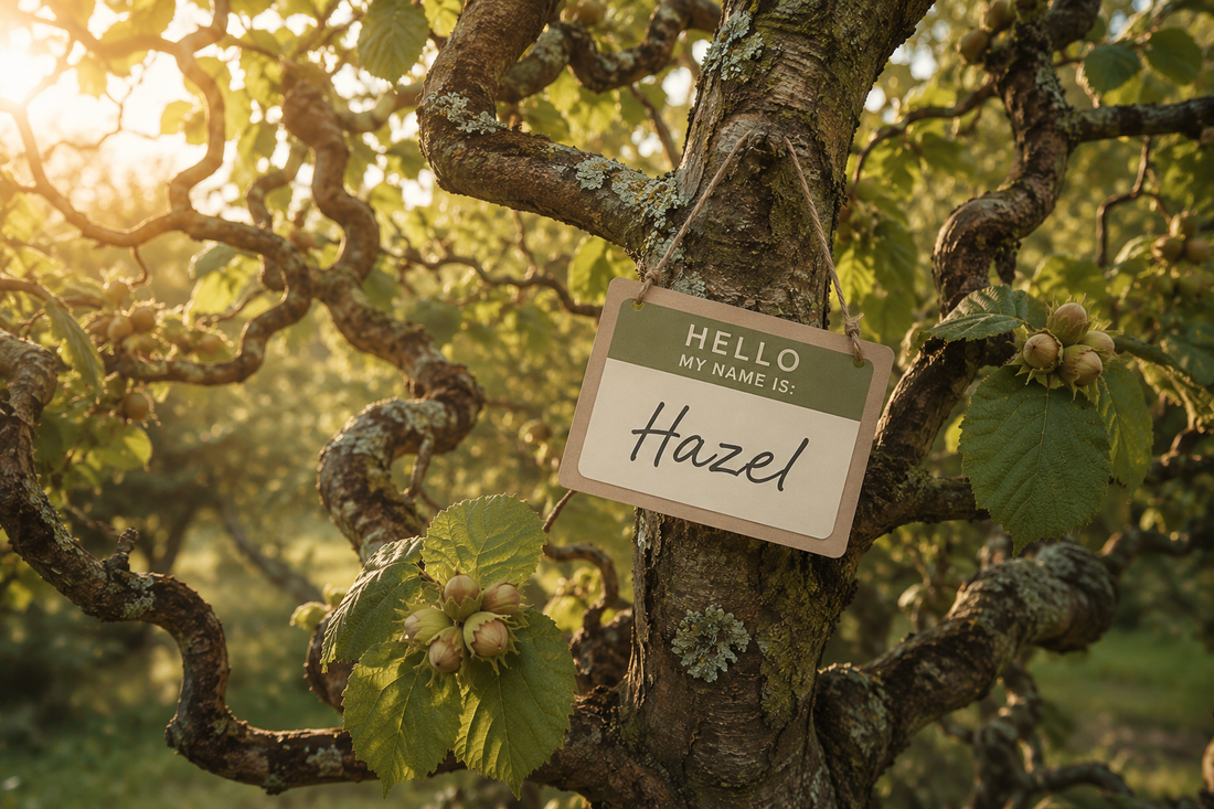 Ancient hazel tree with hazelnuts and a "Hello, My Name Is: Hazel" name tag illustrating the origin and meaning of the girl's name Hazel.
