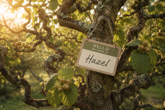 Ancient hazel tree with hazelnuts and a "Hello, My Name Is: Hazel" name tag illustrating the origin and meaning of the girl's name Hazel.