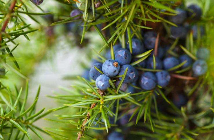Juniper Bush photo for the female name Juniper Blog