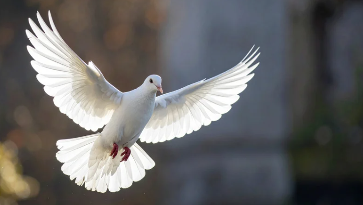 Picture of a dove for the blog about Paloma