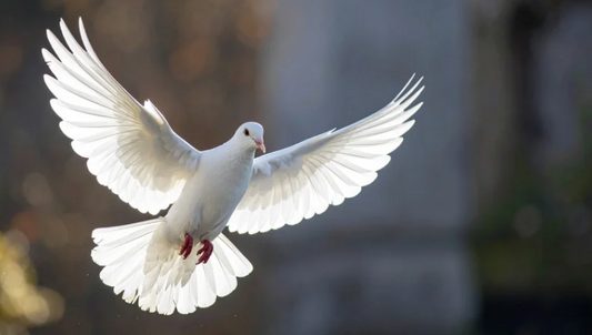 Picture of a dove for the blog about Paloma