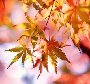 Close up photo of autumn leaves