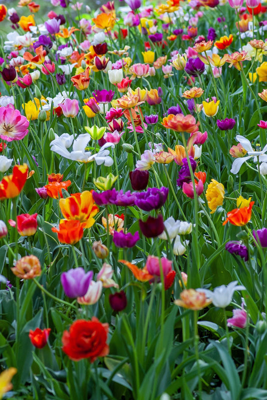 In Full Bloom: Flower Names for Girls - Name Stories