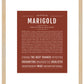 Marigold | Name Art Print