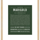 Marigold | Name Art Print